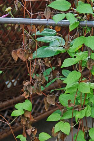 Clematis Stem Wilt - Your clematis looks beautiful until suddenly the stems and leaves start turning black. Though it looks bad your clematis will survive. Clematis Wilt, Plant Doctor, Clematis Care, Clematis Varieties, Clematis Plants, Clematis Vine, Garden Vines, Gardening Plants, Diy Sprays