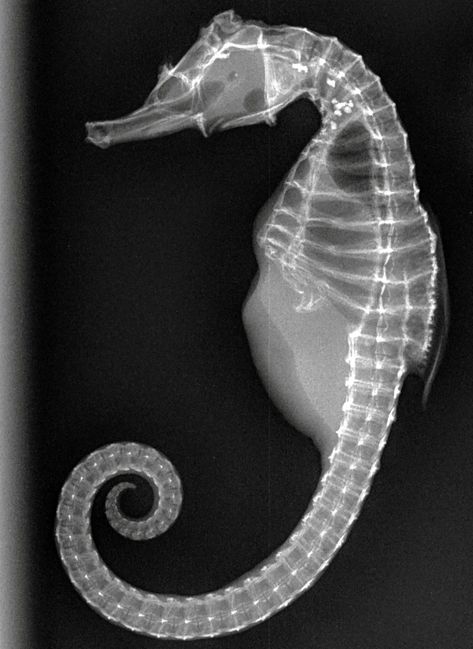 Amazing animal x-rays show off nature's glory - Yahoo Sports Animal Xray, Caiman Lizard, Animal Biology, Internal Beauty, Panther Chameleon, Xray Art, X-ray Images, Veterinary Science, Heart And Lungs