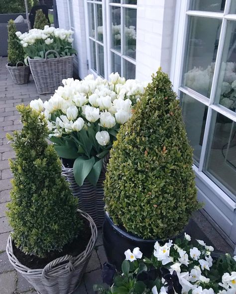 Tulips Planting In Pots, Easy Garden Ideas Landscaping, Planting Tulips, Garden Basket, Garden Inspo, Planting Ideas, Tulips Garden, Garden Containers, Magical Garden