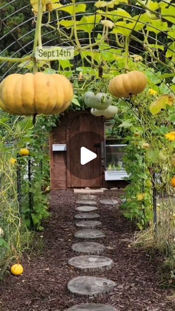 If you are a passionate gardener (or want to become one) on the link in my bio you can find recent gadgets that will help you grow your home garden without being skilled or experienced in this industry! PS. it's also amazing home decor! credits:home_kitchen_garden_ Growing Pumpkins On A Trellis, Cattle Panel Greenhouse, Growing Pumpkins In Small Space, Cattle Panel Pumpkin Trellis, How To Grow Pumpkins Vertically, Squash And Pumpkin Garden, Vine Fence, Front Porch Ideas Australia, Pumpkin Vine