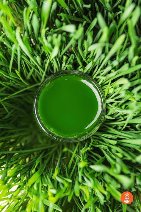 Wheatgrass Juice, Frozen Juice, Organic Garden, Wheat Grass, Seed Company, Vegetable Gardening, Organic Food, Greens Recipe, Living Food