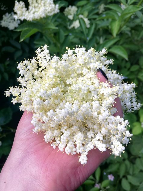 Wild Gardening, Elderberry Flower, Elder Flower, Happy Solstice, Sambucus Nigra, Elderflower Cordial, Beauty Spells, Face Spray, Wallpaper Flowers