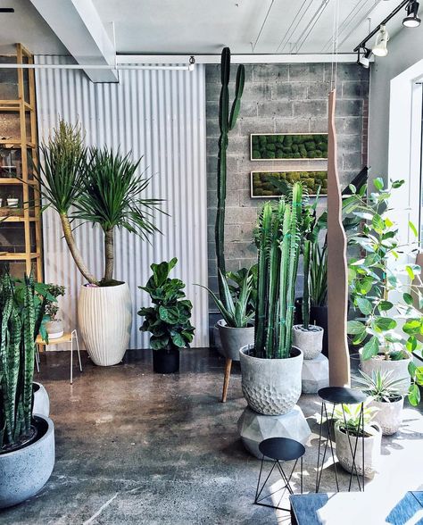 652 Likes, 26 Comments - Kelly Lack (@kellyalack) on Instagram: “Across the street from our @Airbnb is this INSANE plant store @vertuosemontreal.” Houseplants Safe For Cats, Houseplants Decor, Easy To Grow Houseplants, Inside Decor, Natural Flooring, Garden Arches, Plant Decor Indoor, Apartment Garden, House Plants Indoor