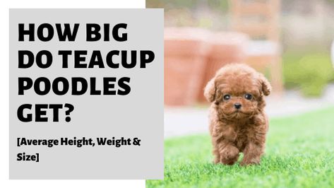 How Big Do Teacup Poodles Get? Discover the Average Height, Weight & Size of this breed. Compare the Teacup Poodle vs Other Poodle Size. Find out whether Teacup Poodles Stay Small and At What Age Is A Teacup Poodle Full Grown? Finally learn about some Size Considerations For Owners #teacuppoodle #poodle #teacup #teacupdog #teacuppuppy #poodlepuppy Teacup Dogs Full Grown, Teacup Poodle Full Grown, Poodle Full Grown, Micro Teacup Poodle, Poodle Teacup, Teacup Poodles For Sale, Teacup Poodles, Bear Dogs, Teacup Poodle Puppies