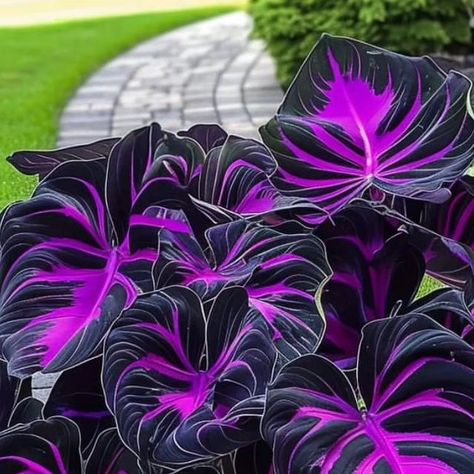 dutch908 on Instagram: "Calathea couture purple 💜" Calathea Drawing, Calathea Couture, Purple Tips, Fantasy Ideas, Large Flower Arrangements, Diy Outdoor Decor, Flower Art Images, Pretty Plants, May 31