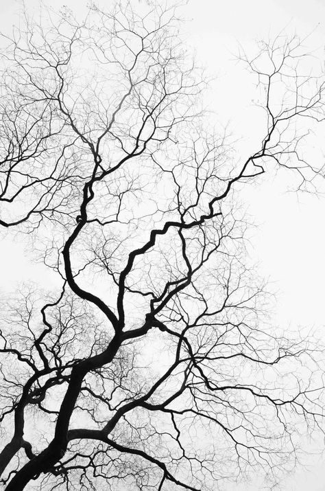 Gnarly Tree, Black White Nature, Tree Branch Tattoo, Side Neck Tattoo, Tree Tattoos, Branch Tattoo, White Nature, Bare Tree, Tree Images