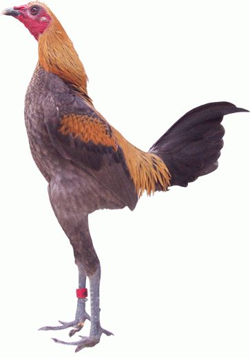 Slim Chickens, Modern Game Bantam, Gamefowl For Sale, Silver Sebright Chickens, Chicken Photography Animal, Game Fowl, Bantam Chickens, Backyard Poultry, Barnvelder Chickens Eggs