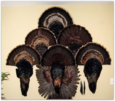 How to Skin, Prepare, and Display a Turkey Cape Mount Turkey Hunting Decor, Turkey Mounts, Turkey Prep, Turkey Fan, Diy Turkey, Taxidermy Decor, Hunting Diy, Deer Hunting Tips, Quail Hunting