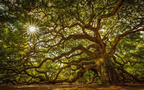 Tree About 1100 Years Old A Massive Oak Tree On John’s Island South Carolina United States Hd Tv Wallpaper For Desktop Laptop Tablet And Mobile Phones 3840×2400 #4K #wallpaper #hdwallpaper #desktop Angel Oak Tree, Angel Oak Trees, Oak Tree Tattoo, Angel Oak, Live Oak Trees, Live Oak, Unique Trees, Tree Wallpaper, Tree Forest