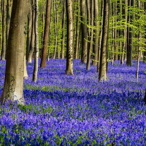 Hallerbos, The Blue Forest of Belgium | Amusing Planet Wild Bluebell, Forest Canopy, Modern Metropolis, Blue Forest, Travel Images, Magical Forest, Natural Wonders, Blue Flowers, Places To Travel