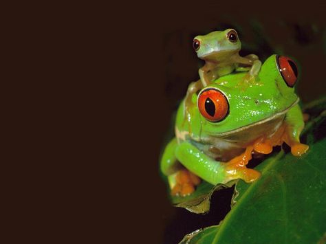 Free Frog Wallpaper download - Animals Town Panda Mignon, Red Eyed Tree Frog, Frog Wallpaper, Frog Pictures, Funny Frogs, Frog Art, Tree Frog, Red Eye, Frog And Toad