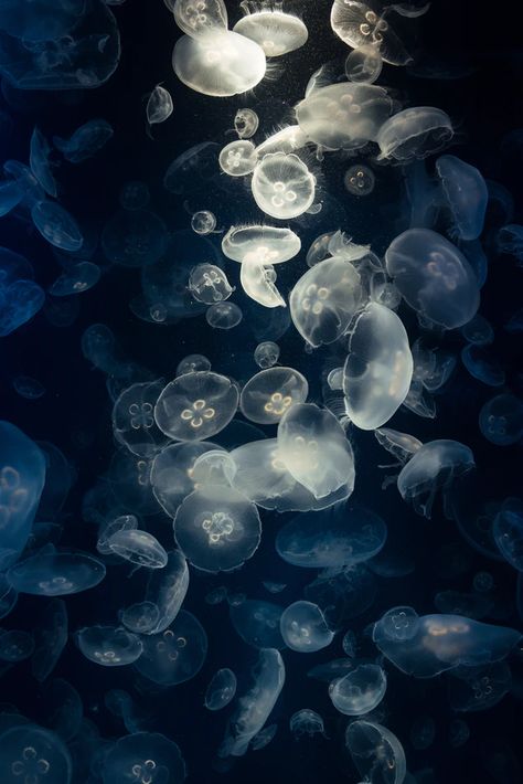 Free Jellyfish Image on Unsplash Jellyfish Desktop Wallpaper Hd, Jellyfish Laptop Wallpaper 4k, Jellyfish Computer Wallpaper, Ipad Wallpaper Landscape Mode, Jellyfish Wallpaper Ipad, Ocean Acubi, Jellyfish Wallpaper Desktop, Wallpaper Backgrounds Laptop, Backgrounds Laptop