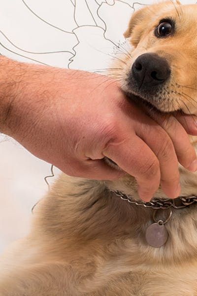 Why Dogs Bite Hands #whydogs #bitingbehavior #dogbehavior Dog Bite, Dog Minding, Dog Biting, Labrador Retriever Dog, Dog Wallpaper, Dog Tattoo, Dog Tattoos, Retriever Dog, Dog Drawing