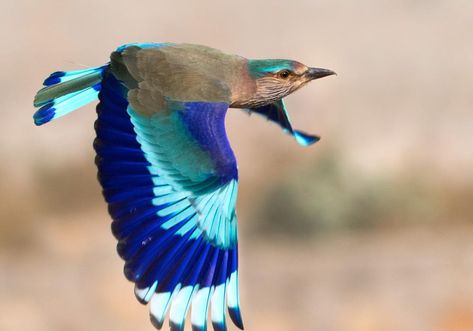 indian roller Neelkanth Bird, Lilac Breasted Roller, Bird Gif, Most Beautiful Birds, State Birds, Bird Pictures, Exotic Birds, Pretty Birds, African Safari