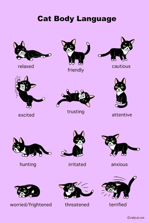 Language Infographic, Cat Body Language, Cat Infographic, Cat Language, Cat Body, What Cat, 강아지 그림, Cat Care Tips, Kitten Care