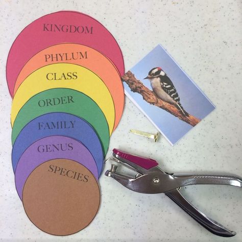 Apologia Flying Creatures, Apologia Zoology 1, Taxonomy Classification Activities, Montessori Zoology, Apologia Biology, Life Science Activities, Montessori Science, Flying Creatures, Animal Classification