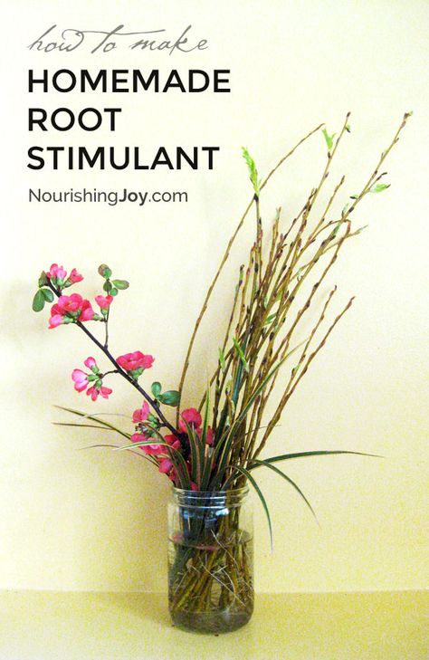 Natural, homemade root stimulant is a super-easy, super-cheap way to provide a great start for your plants. Try it and you won't go back to store-bought! Rooting Hormone, Garden Ideas Cheap, Aquaponics System, Root Growth, Growing Fruit, Cleaners Homemade, Propagating Plants, Plant Roots, Diy Plants