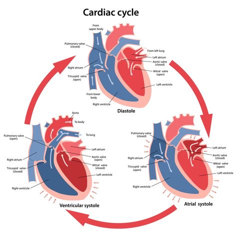 Simple Heart Diagram, Water Cycle Diagram, Cycle Drawing, Heart Structure, Relationship Diagram, Cardiac Cycle, Heart Diagram, Tricuspid Valve, Nitrogen Cycle