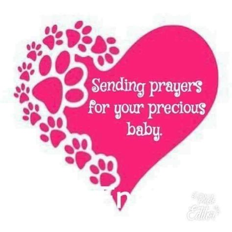 Prayer For Sick Dog, Pet Prayers, Journal Items, Birthday Msgs, Pet Condolences, Paw Print Art, Prayer For Baby, Puppy Heaven, Sending Prayers