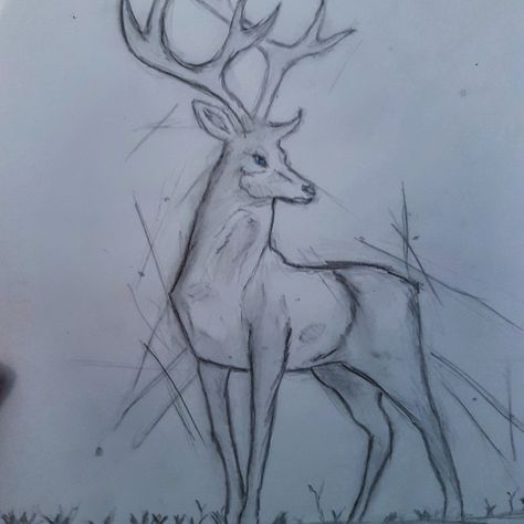 Dear Animal Drawing, Dear Sketch Drawings, Forest Animal Sketches, Dear Sketch, How To Draw A Deer, Deer Drawing Sketches, Dear Drawing, Deer Drawing Easy, Drawing Of A Deer