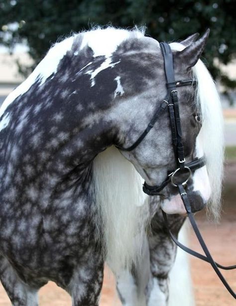 Tobiano snowflake silver dappled gypsy vanner Cheval Pie, Horse Ears, Paint Horse, Most Beautiful Horses, Grey Horse, Most Beautiful Animals, Majestic Horse, I Love Horses, Horse Crazy