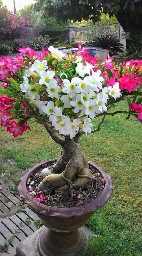 Desert Rose Adenium Bonsai, Peacock Plant, Desert Rose Plant, Desert Flowers, Bonsai Plants, Unusual Plants, Bonsai Garden, Cactus Garden, Desert Rose