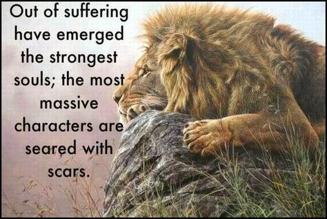 Out of Suffering quotes positive quotes animals quote strong lion strength inspiring quotes instagram quotes life uotes Faith Photos, Out Of Suffering Have Emerged, Lion Quotes, Lion Painting, Khalil Gibran, Wildlife Artists, Warrior Quotes, A Lion, Wildlife Art