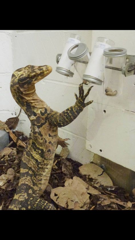 Reptile animal enrichment - lizard Rescue Farm, Zoo Enrichment, Savannah Monitor, Enrichment Projects, Animal Enrichment, Zoo Project, Pet Lizards, Reptile Room, Monitor Lizard