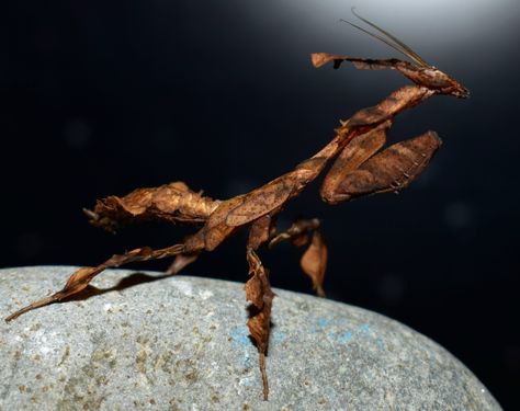 Pictured is a brown mantis of the Phyllocrania Paradoxa species. The photo is of his full body, and he is facing right. You can see the side of his face, with his long thick antenna and tall head crest. Further down his body there are wing buds, though no wings. He is standing on a stone rock, and the background is black. Leaf Mantis, Black Mantis, Bug Reference, Ghost Mantis, Theatre Academia, Androgynous Aesthetic, Alien Xenomorph, My Ghost, King Boo