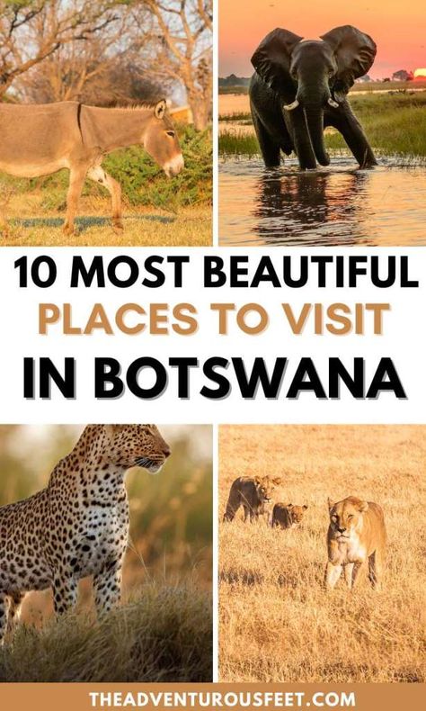 Botswana Travel, Botswana Safari, Chobe National Park, Africa Travel Guide, Okavango Delta, Game Reserve, List Ideas, African Safari, Africa Travel