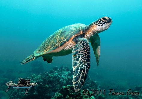 Explore vidacayo's photos on Flickr. vidacayo has uploaded 27 photos to Flickr. Sea Turtle Images, Sea Turtles Photography, Sea Turtle Pictures, Turtle Wallpaper, Turtle Images, Save The Sea Turtles, Baby Sea Turtles, Turtle Drawing, Sea Turtle Art