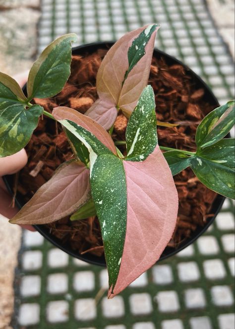 Pink Splash, Arrowhead Plant, Inside Plants, Pink Plant, Big Leaves, Plant Collection, Plant Lady, Exotic Plants, Rare Plants