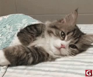 Cat Resting GIF - ChillCat Rest CuteCat - Discover & Share GIFs Dormir Gif, Diy Chat, Good Night Cat, Kitten Gif, Sleepy Cat, Cute Cats And Kittens, Beautiful Cat, Pet Products, Pet Lovers