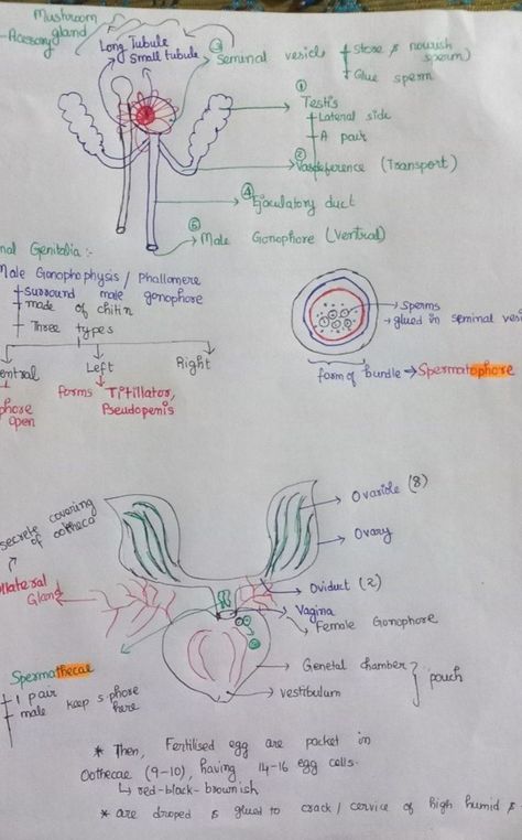 Notes of Cockroach of the Chapter Structural Organization in Animals Structural Organisation In Animals Notes, Neet Notes, Study Hacks, Biology Notes, Sketches Simple, Art Drawings Sketches Simple, Study Tips, Biology, Art Drawings