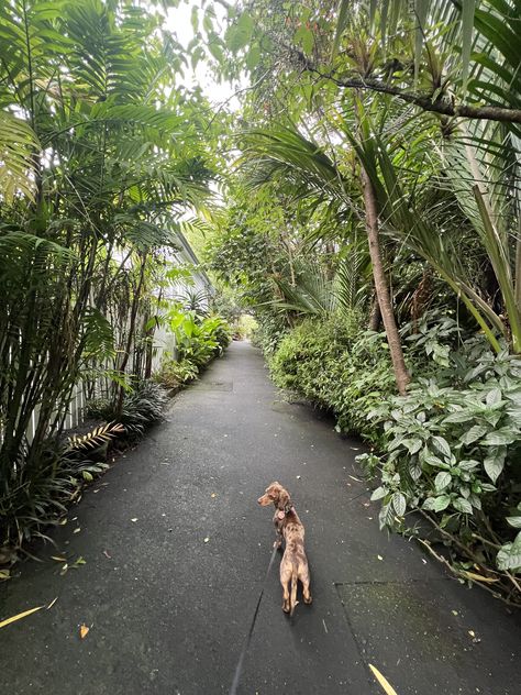 Sausage Dog Aesthetic, Walking Dachshund, Dog Walking Aesthetic, Vision 2024, Walking City, Dog Walk, Dream Dog, Manifestation Board, Grad School