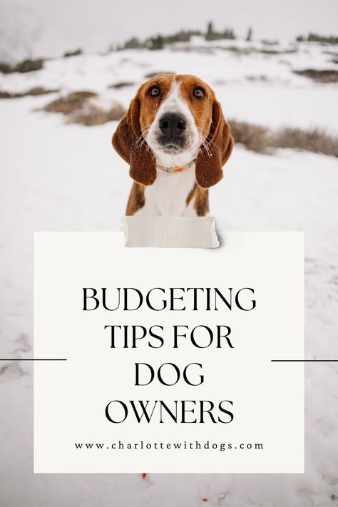 Budgeting as a dog owner doesn't have to be difficult!  Learn all my favorite tips and tricks for saving money as a dog owner! Owning A Dog For The First Time, How To Keep My Dog Busy, Hacks For Dog Owners, Dog Owner Tips, Tips For New Dog Owners, How To Be A Better Dog Mom, Dog Goals, Behavior Tips, Owning A Dog