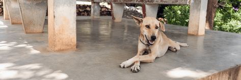 10 Easy Dog Shade Ideas - Shading+Texas Dog Shade Ideas, Dog Shade Ideas Backyards, Shade For Dogs, Pallet Pergola, Dog Backyard, Sun Sails, Dog Pens, Shade Ideas, Lattice Wall