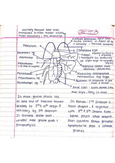 Structural Organisation in Animals - Biology Handpicked Short Notes Structural Organization In Animals Notes, Structural Organisation In Animals Notes, Tissue Biology, Element Chemistry, Redox Reactions, Human Body Facts, Short Notes, Tissue Types, Pet Organization