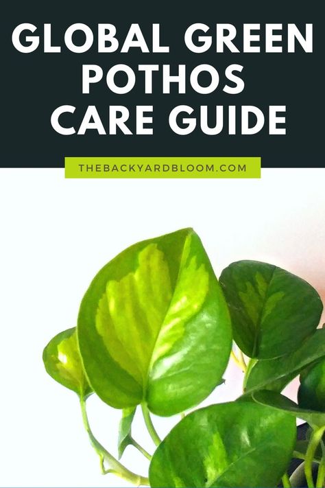 Global Green Pothos Care Guide Global Green Pothos, Pathos Plant, Pothos Care, Pothos Plant Care, Plant Care Guide, Epipremnum Aureum, Household Plants, Green Tips, Pothos Plant