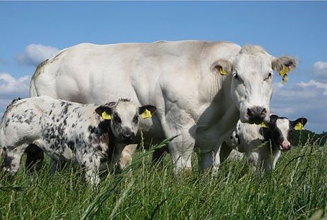 Belgian Blue Cattle, Belgian Blue, Raising Cattle, Blue Cow, Cattle Breeds, Beef Cattle, Cow Calf, White Patches, Farm Yard