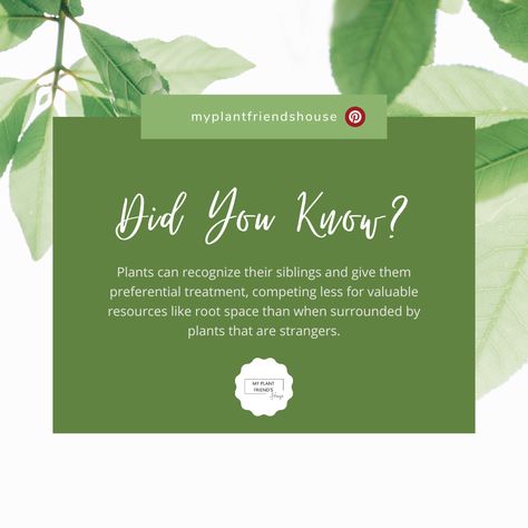 Plant Fact: Plants Recognize their Siblings. Plant Facts Aesthetic, Plants Infographic, Fun Facts About Plants, Did You Know Facts About Plants, Types Of Deficiencies In Plants, Facts About Plants, Botany Memes Funny, We Are Coming, Social Media Advertising Design