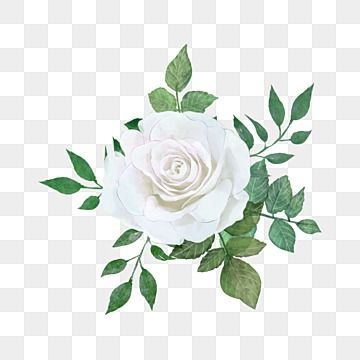 White Roses Clipart, White Rose Watercolor, White Flower Png, Mom Checklist, Chill Wallpaper, Leaf Png, Green Wedding Flowers, Eucalyptus Bouquet, Rose Watercolor