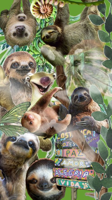 #slothlife Sloth Aesthetic, Sloth Life, Cute Sloth, Ipad Wallpaper, Animal Gifs, Funny Animal Videos, Sloth, Your Aesthetic