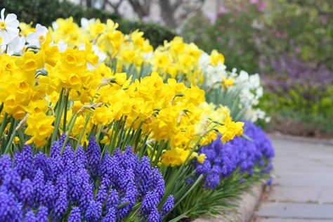 How To Incorporate Bulbs Into Your Landscape - Northern Nester Bulbs Garden Design, Spring Bulbs Garden, Conservatory Garden, Daffodil Bulbs, Daffodil Flower, Garden Bulbs, Flower Landscape, Patio Landscaping, Spring Bulbs