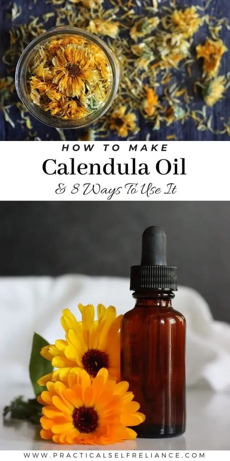 DIY Calendula Infused Oil Recipe, Benefits, & Uses - Calendula oil has many skincare benefits and this DIY herbal remedies recipe is one I always have on hand in my herbal medicine apothecary. Calendula flower infused oil can be used in any herbalism for beginners recipe from herbal salve to bath scrubs! Herbalism For Beginners, Flower Infused Oil, Infused Oil Recipes, Calendula Infused Oil, Calendula Salve, Diy Herbal Remedies, Herbal Remedies Recipes, Home Medicine, Bath Scrubs