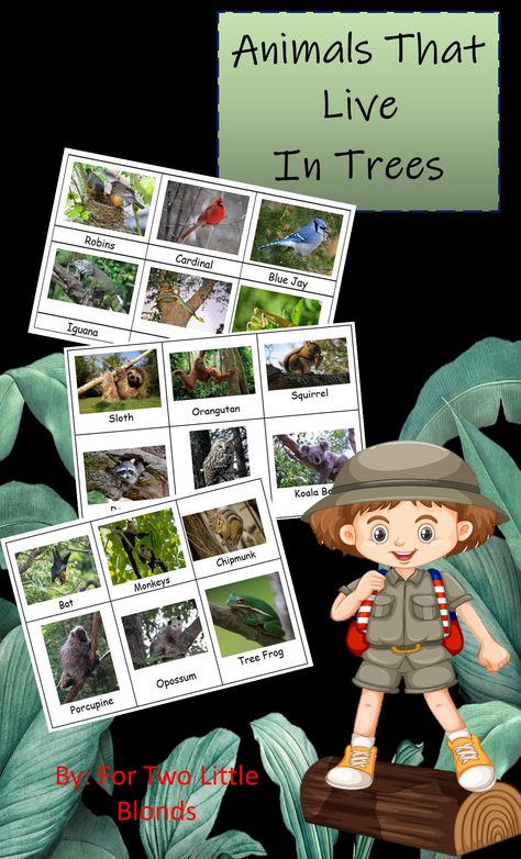 Real life pictures of animals that live in trees. This resource is a great addition to the Tree study. Animals In Trees Preschool, Animals That Live In Trees, Preschool Animals, Real Life Pictures, Tree Study, Pictures Of Animals, About Animals, Unit Plan, Novel Studies