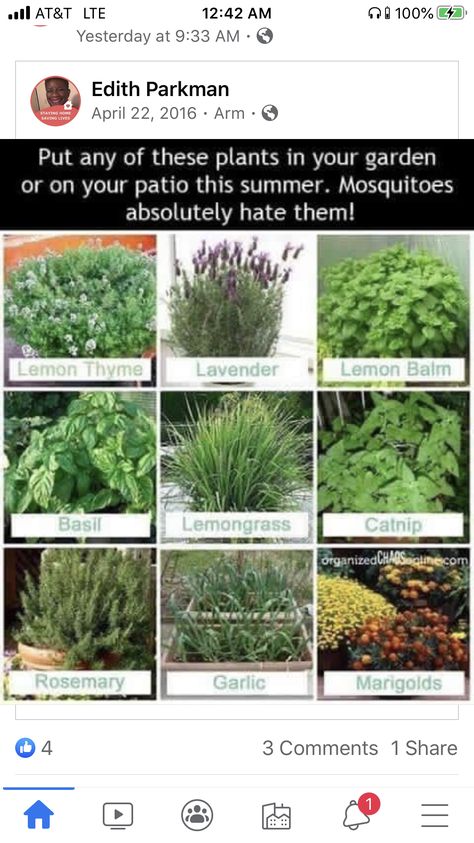 Anti Mosquito Plants, Repel Mosquitos, Lemongrass Plant, Plants That Repel Bugs, Citronella Plant, Mosquito Plants, Mosquito Repelling Plants, Best Perennials, Garden Wallpaper