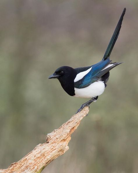 Magpie Reference, Magpie Tattoo, Eurasian Magpie, Magpie Art, Alfabet Font, Hand Painted Cat, Kinds Of Birds, Exotic Fish, Bird Sculpture