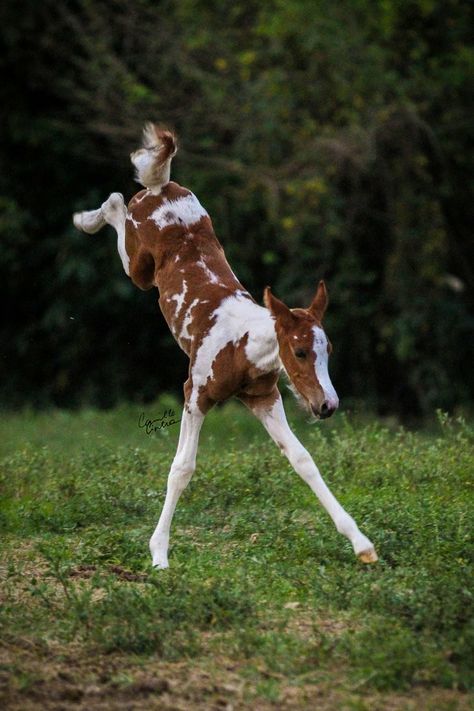 Foals Playing, Pinto Horses, Pinto Horse, Baby Horses, Majestic Horse, All The Pretty Horses, Horse Crazy, Cute Horses, Horse Life