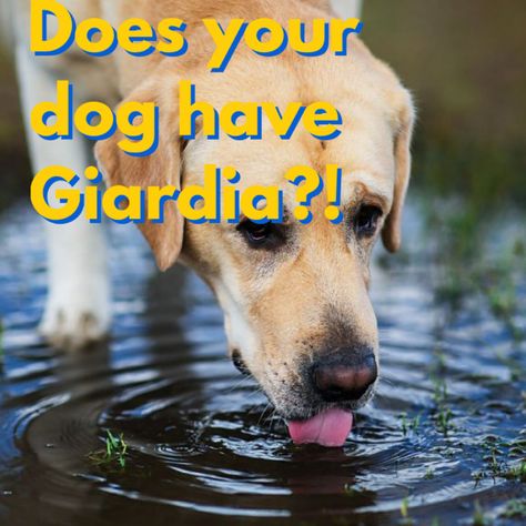 Five signs your dog might have giardia and what you can do about it. Find out more now on the NAPPS blog- https://petsitters.org/page/DoesYourDogHaveGiardiaHereAre5SignsTheyMight #giardia #giardiaindogs #5signsofgiardia #nappsblog #the_NAPPS Giardia In Dogs, Sick Dog, Senior Dog, What You Can Do, Pet Owners, Good News, Puppies, Signs, Dogs